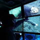 Steven Haddock, científico del MBARI, observando la estructura interna del colmillo